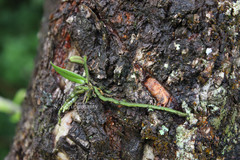 Taeniophyllum alwisii